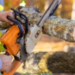 Tree Removal Rockford: Fast, Safe & Affordable Services