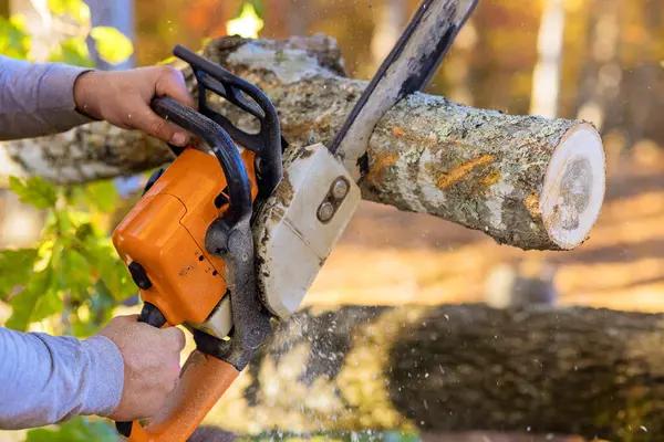Tree Removal Rockford: Fast, Safe & Affordable Services
