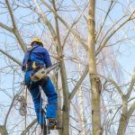 Professional Jackson MI Tree Removal Services for Residential Properties