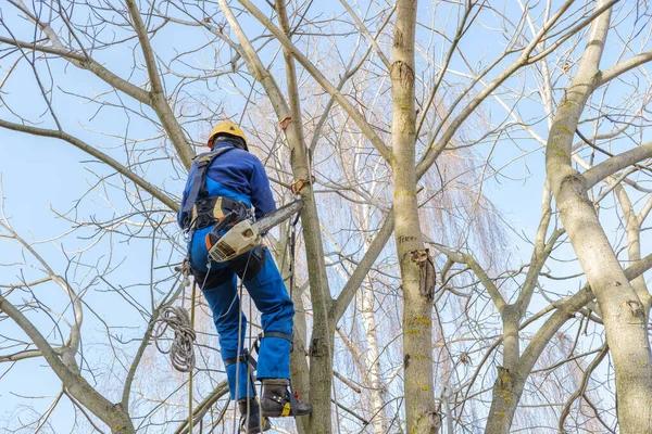 Professional Jackson MI Tree Removal Services for Residential Properties