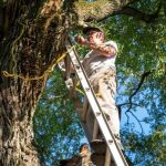 Top Reasons to Choose Tree Removal Near Me for Property Safety