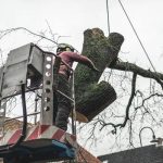 Expert Tips for Choosing Emergency Tree Services