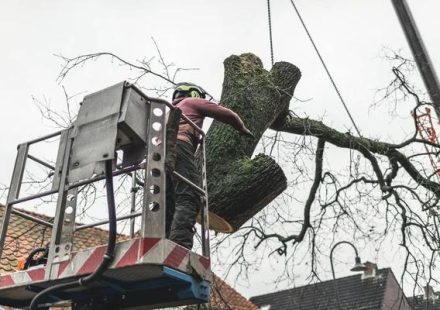 Expert Tips for Choosing Emergency Tree Services