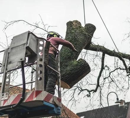 Expert Tips for Choosing Emergency Tree Services