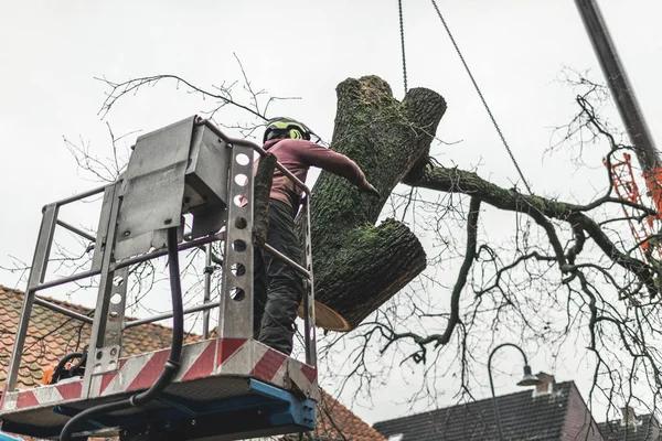 Expert Tips for Choosing Emergency Tree Services