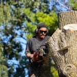 Professional Tree Services for Healthy and Well-Maintained Trees
