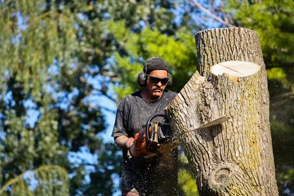 Professional Tree Services for Healthy and Well-Maintained Trees